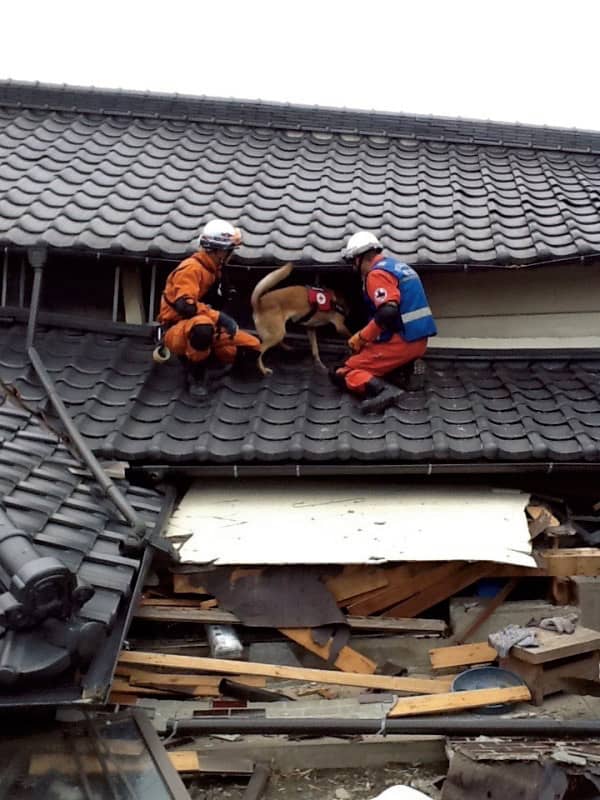 今回の災害でも多数の災害救助犬が出動し、倒壊家屋における捜索活動に協力した
